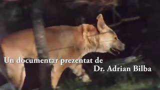 Cainele Dingo - un documentar CMSN